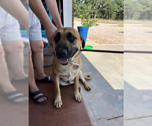 Black Mouth Cur-Unknown Mix Dogs for adoption in Oklahoma City, OK, USA