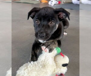 Border Terrier-Labrador Retriever Mix Dogs for adoption in GILBERTS, IL, USA