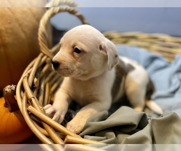 Medium Photo #8 Mutt Puppy For Sale in GRIFFIN, GA, USA