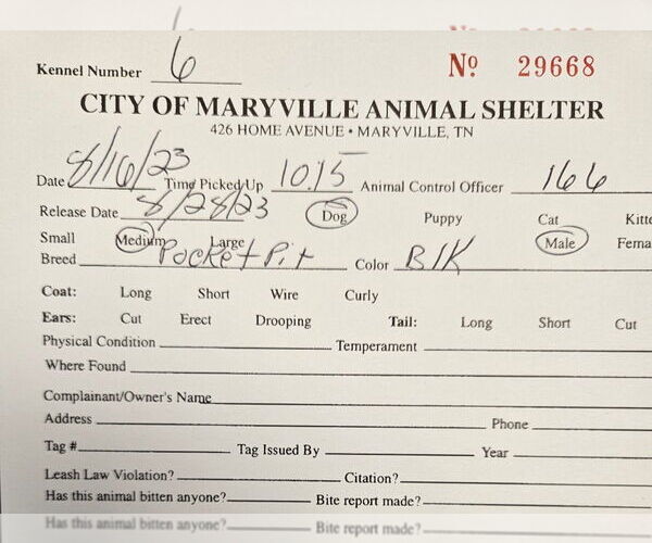 Medium Photo #2 American Staffordshire Terrier-Unknown Mix Puppy For Sale in Maryville, TN, USA