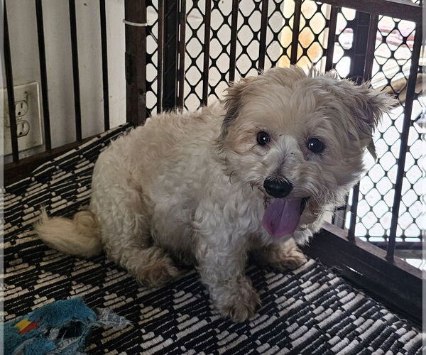 Medium Photo #2 Maltipoo (Miniature) Puppy For Sale in Chico, CA, USA