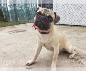 Pug Dogs for adoption in San Clemente, CA, USA