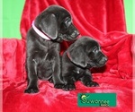 Small Photo #8 Goldmaraner Puppy For Sale in LIVE OAK, FL, USA