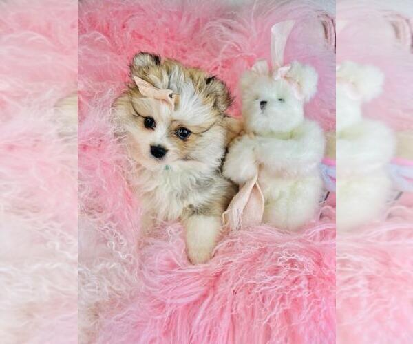 Medium Photo #3 Pomeranian Puppy For Sale in DELRAY BEACH, FL, USA
