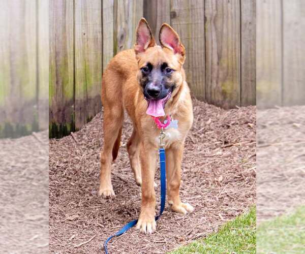Medium Photo #12 Mutt Puppy For Sale in Kennesaw, GA, USA