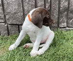 Small #1 German Shorthaired Lab