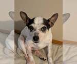 Small Rat Terrier Mix