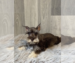 Schnauzer (Miniature) Puppy for sale in CANOGA, NY, USA
