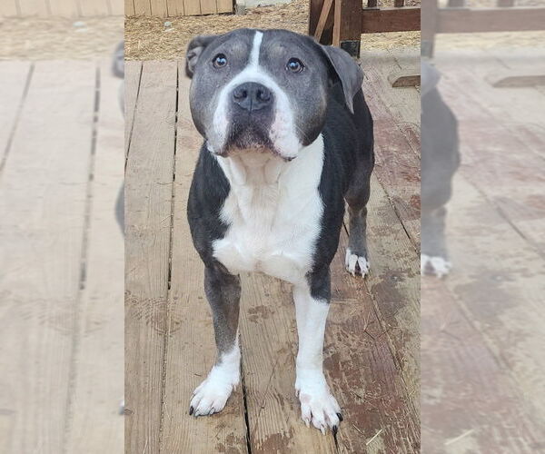 Medium Photo #3 American Pit Bull Terrier-Unknown Mix Puppy For Sale in Wetumpka, AL, USA