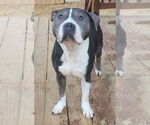 Small #2 American Pit Bull Terrier Mix