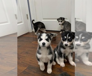 Siberian Husky Puppy for sale in LUBBOCK, TX, USA