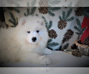 Samoyed Puppy for sale in LUBLIN, WI, USA