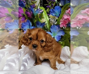 Cavalier King Charles Spaniel Puppy for Sale in GOBLES, Michigan USA