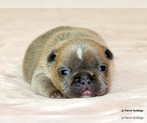 French Bulldog Puppy for Sale in WINNSBORO, Texas USA