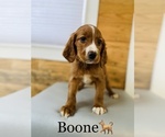 Small Photo #13 English Setter-Irish Setter Mix Puppy For Sale in COOKEVILLE, TN, USA