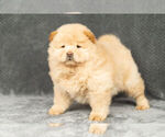 Puppy 12 Chow Chow
