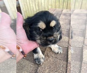 Cocker Spaniel Puppy for sale in HODGENVILLE, KY, USA