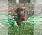Small #2 Labrador Retriever