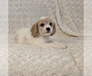 Cavachon Puppy for sale in HOMELAND, CA, USA