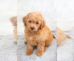 Small Photo #16 Goldendoodle (Miniature) Puppy For Sale in SYRACUSE, IN, USA