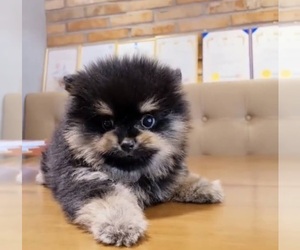 Pomeranian Puppy for sale in CHINO HILLS, CA, USA