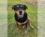 Small Rottweiler Mix