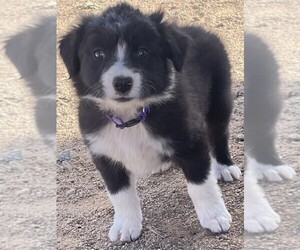 Border Collie Puppy for sale in TUCSON, AZ, USA