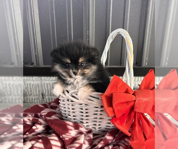 Medium Photo #4 Pomeranian Puppy For Sale in MIDDLEBURY, IN, USA