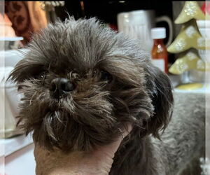 Shih Tzu Dogs for adoption in Foristell, MO, USA