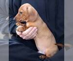 Small Photo #6 Dachshund Puppy For Sale in AUSTELL, GA, USA