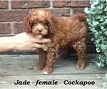 Small #2 Cock-A-Poo