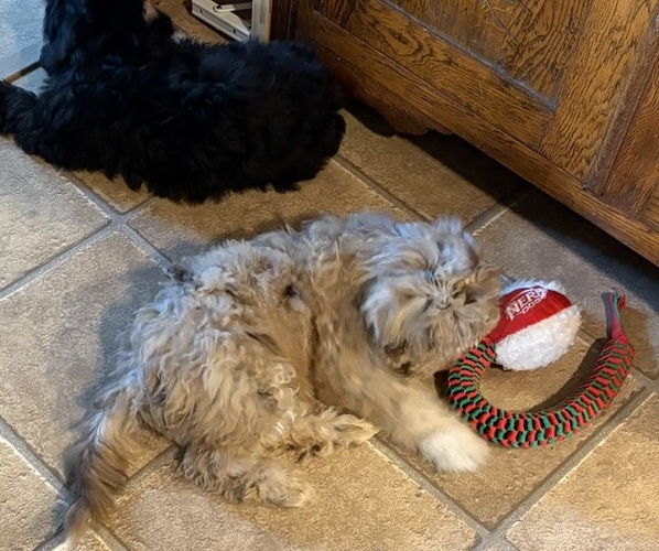Medium Photo #4 Aussiedoodle-Labradoodle Mix Puppy For Sale in WAYNESFIELD, OH, USA