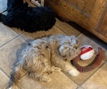Small #3 Aussiedoodle-Labradoodle Mix