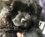 Small Photo #4 Chow Chow Puppy For Sale in LOS ANGELES, CA, USA