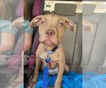 Small #3 American Pit Bull Terrier Mix