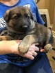 Small Photo #9 German Shepherd Dog Puppy For Sale in NEW BRAUNFELS, TX, USA