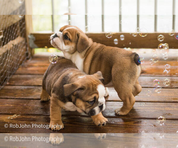 Medium Photo #17 Bulldog Puppy For Sale in STRAFFORD, MO, USA