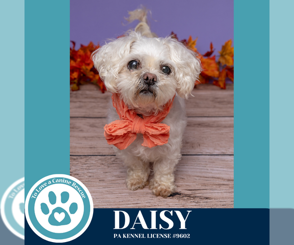 Medium Photo #2 Maltipoo Puppy For Sale in Kimberton, PA, USA