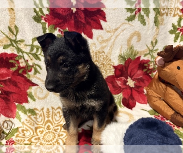 Medium Photo #3 German Shepherd Dog Puppy For Sale in EUGENE, OR, USA