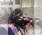 Small #9 Rottweiler