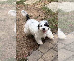 Shih Tzu-Unknown Mix Dogs for adoption in Mooresville, NC, USA