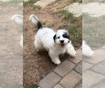 Small Shih Tzu Mix