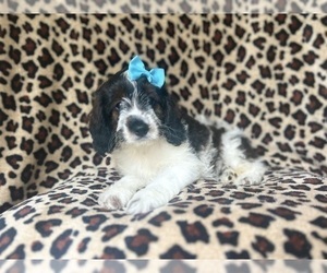 Cock-A-Poo Puppy for sale in LAKELAND, FL, USA