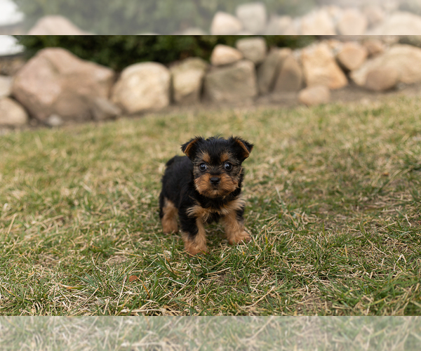 Medium Photo #1 Yorkshire Terrier Puppy For Sale in MILLERSBURG, IN, USA