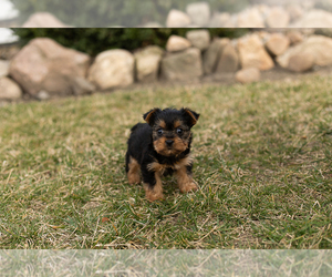 Yorkshire Terrier Puppy for sale in MILLERSBURG, IN, USA