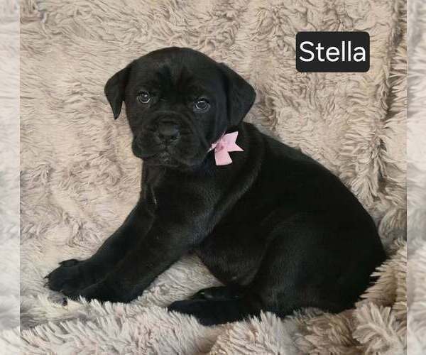 Medium Photo #3 Cane Corso Puppy For Sale in MINERAL WELLS, WV, USA