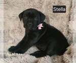 Small #2 Cane Corso