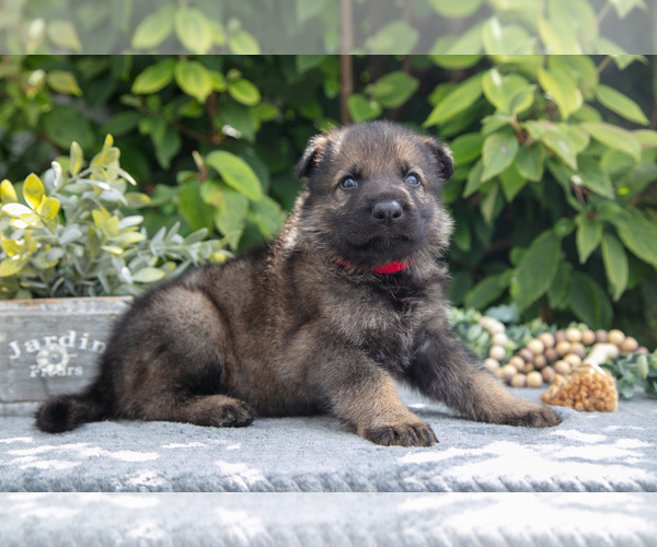 Medium Photo #22 German Shepherd Dog Puppy For Sale in SHIPSHEWANA, IN, USA