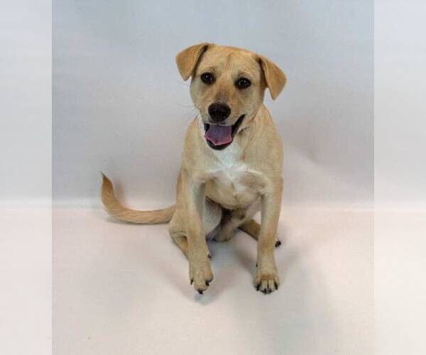 Medium Photo #4 Labrador Retriever-Retriever  Mix Puppy For Sale in Kennesaw, GA, USA