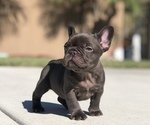 Small #1 French Bulldog